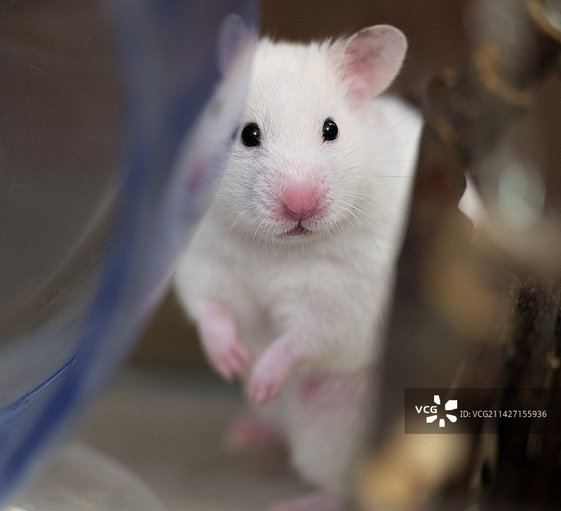 可爱的小仓鼠图片素材