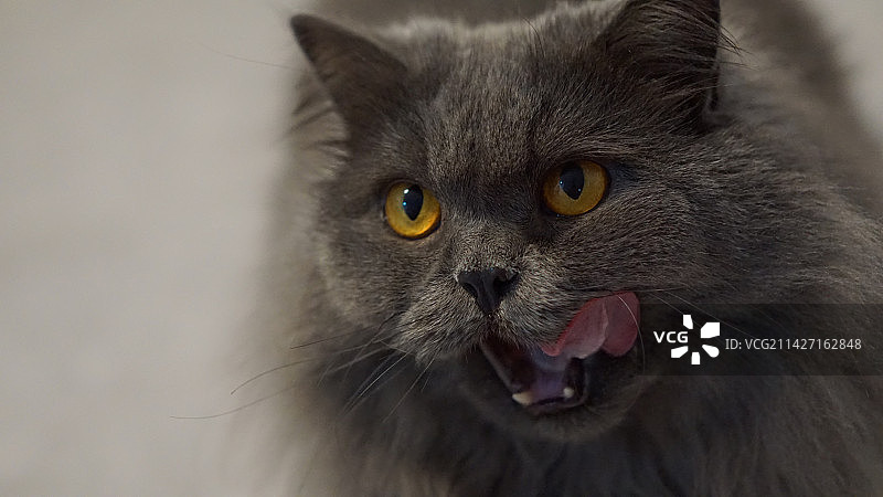 猫的特写肖像图片素材