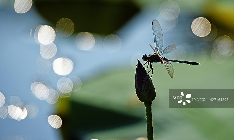 飞落荷花苞头上蜻蜓图片素材