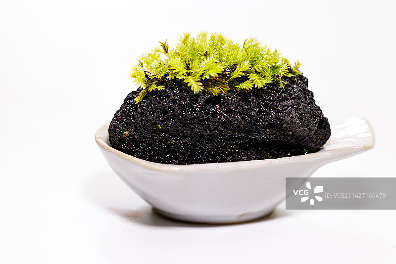 苔藓微景观图片素材