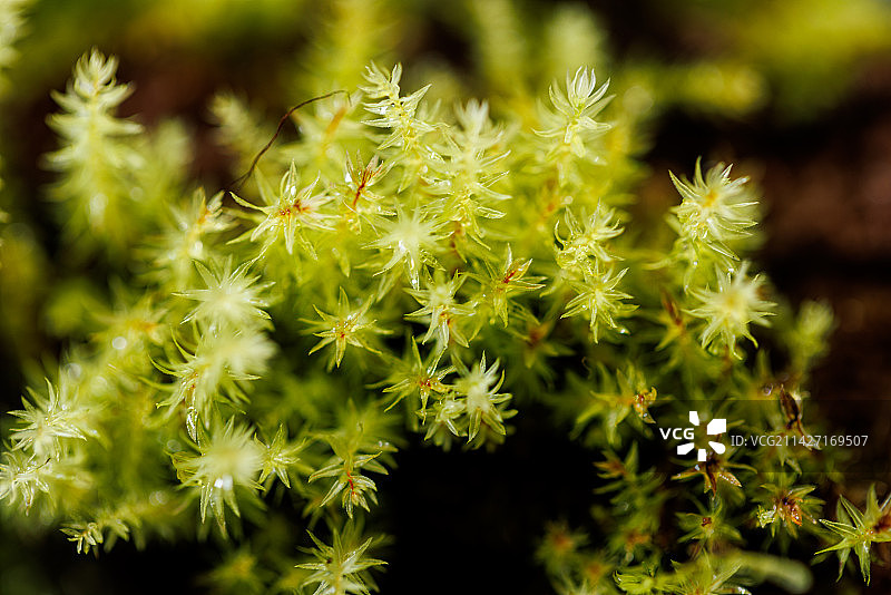 苔藓微景观图片素材