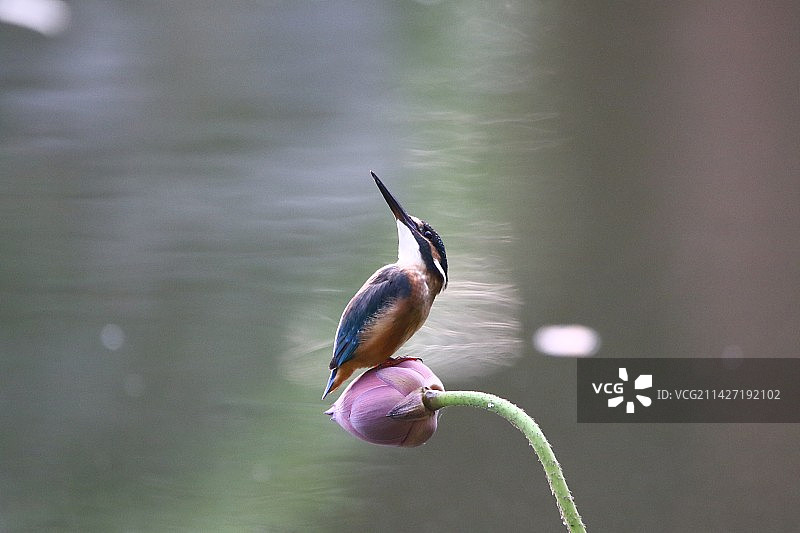 抬头望见鱼在飘图片素材