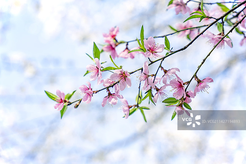 春天盛开的桃花图片素材