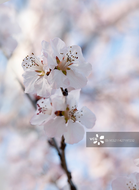 春天晴朗天空下北京明城墙遗址公园的山桃花盛开图片素材
