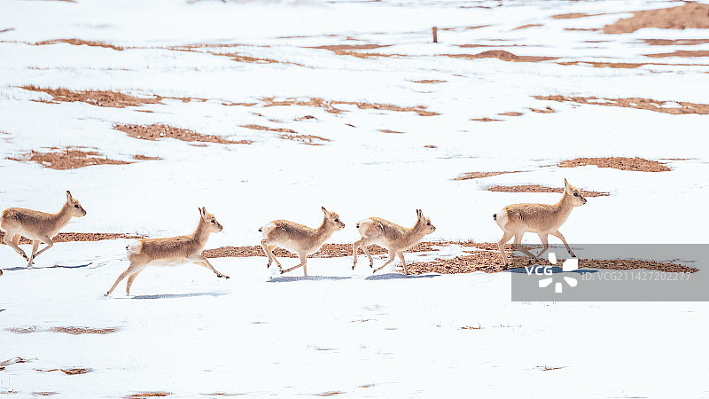 可可西里藏原羚图片素材