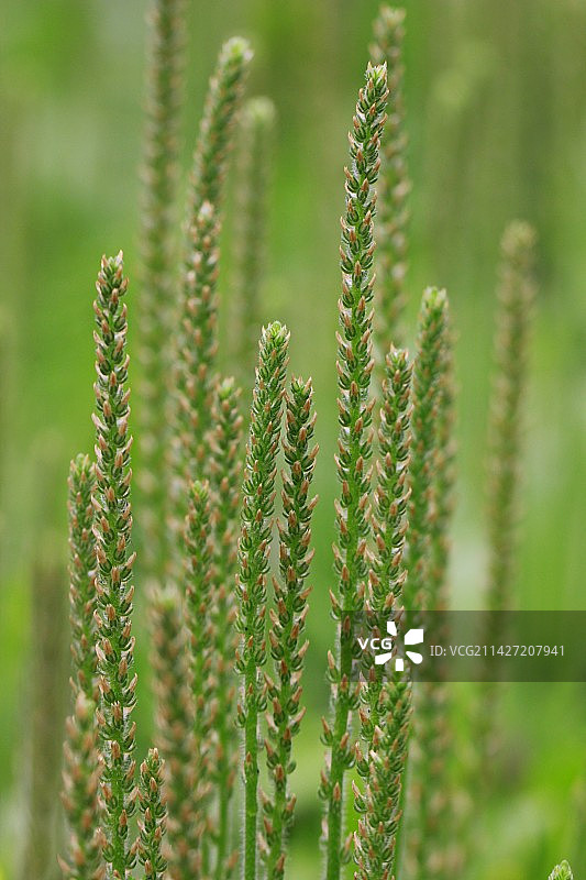 大自然图片素材