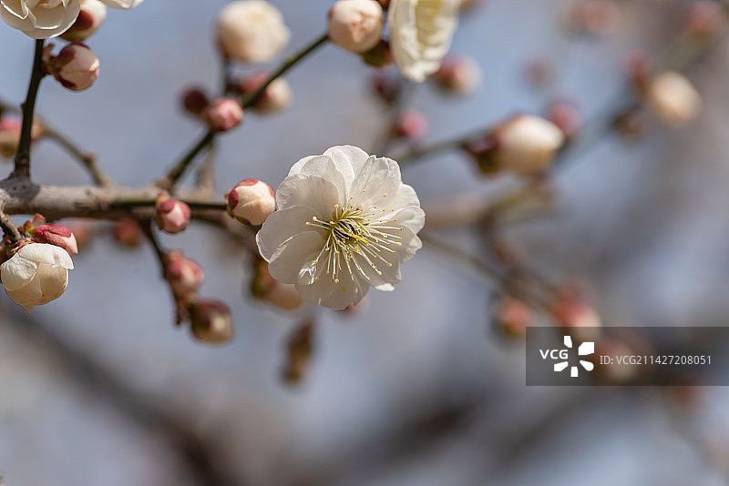 梅花绽放满园香，花枝招展惹人醉图片素材