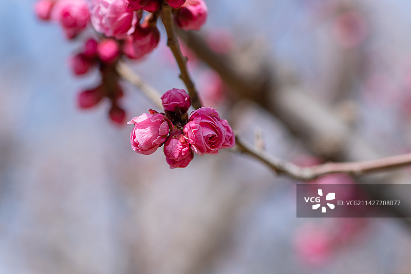 梅花绽放满园香，花枝招展惹人醉图片素材