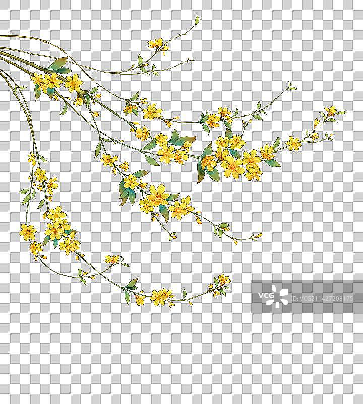 国风手绘花卉植物迎春花插画图片素材