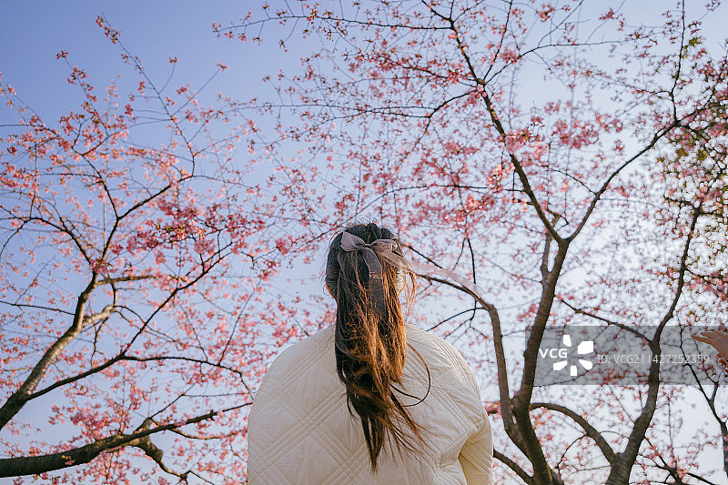 春天樱花盛开的美丽少女图片素材