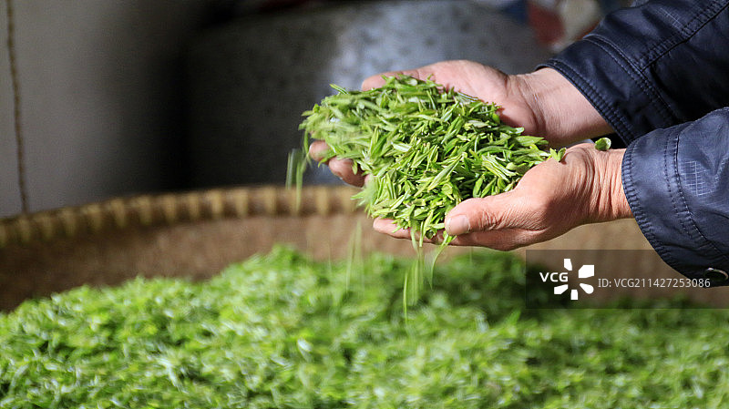 茶叶-明前茶-毛尖图片素材