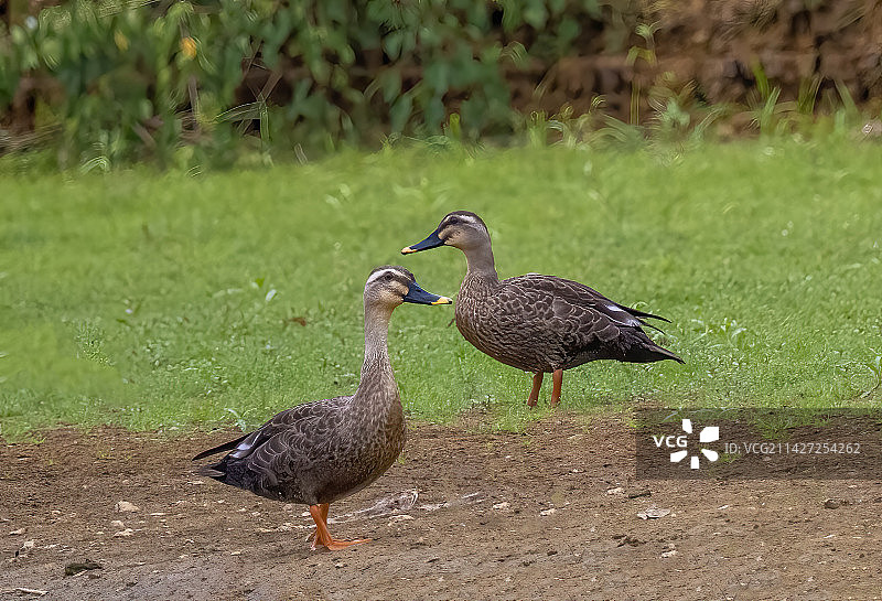 斑嘴鸭图片素材