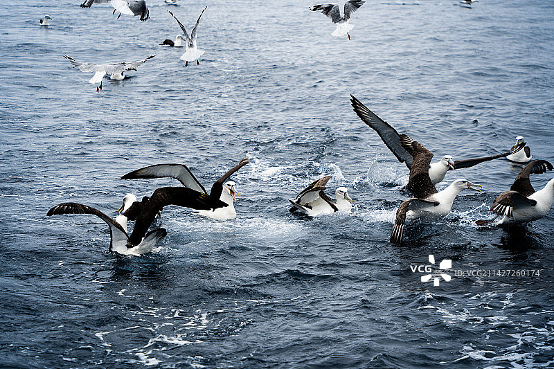 新西兰野生信天翁捕食画面图片素材