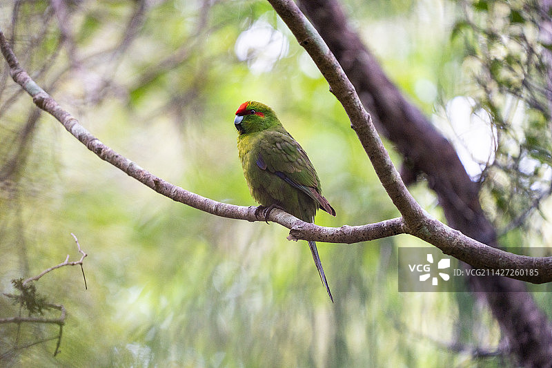 鸟栖息在树上的特写镜头新西兰红额鹦鹉图片素材