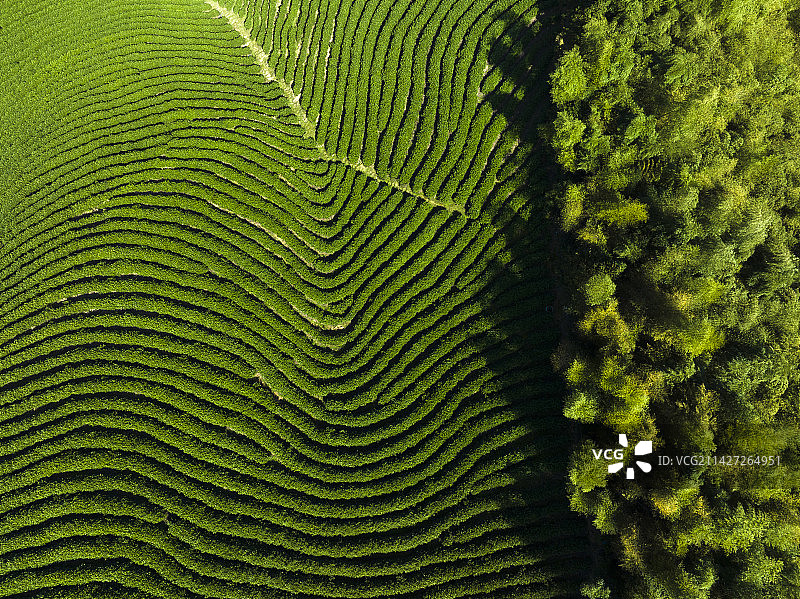 茶园图片素材