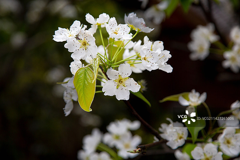 梨花开图片素材