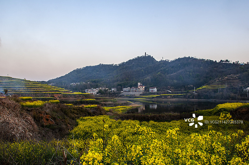 湖北黄冈浠水县城山村梯田油菜花景色图片素材