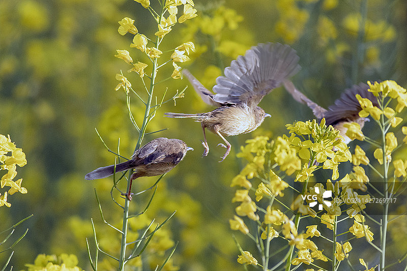 花中小鸟鷦莺图片素材