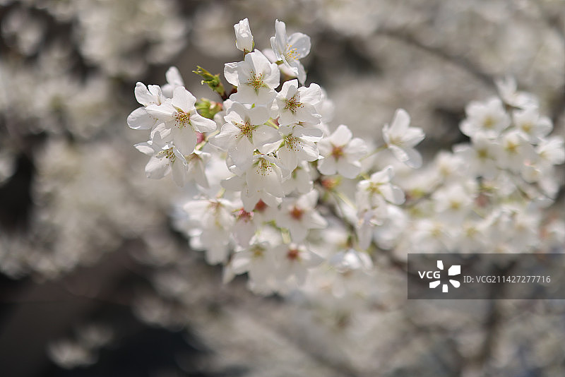 春天盛开的梨花特写图片素材