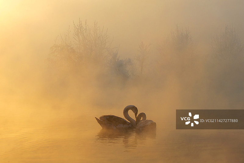 私语（疣鼻天鹅Cygnus olor）图片素材