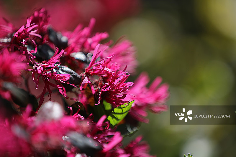 春天的红花檵木特写图片素材