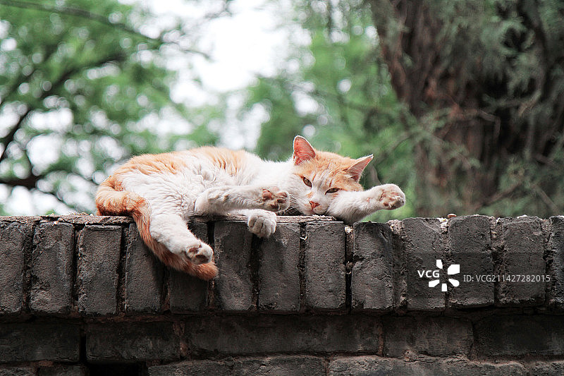 躺在墙头的北大校园流浪猫图片素材