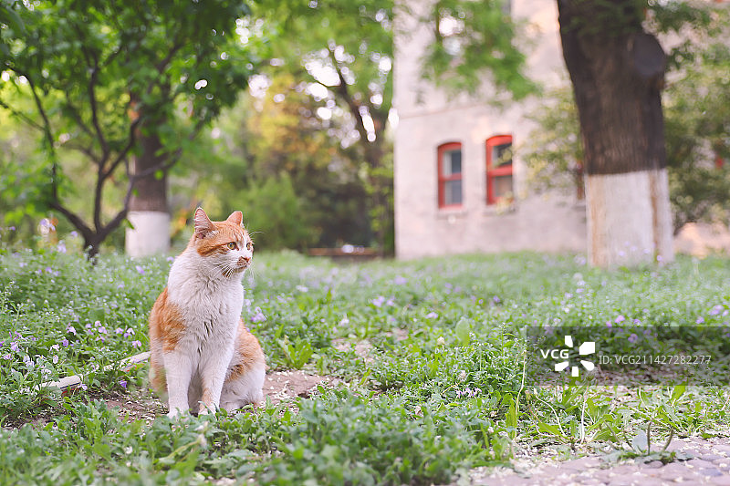 北大燕南园里的流浪猫图片素材