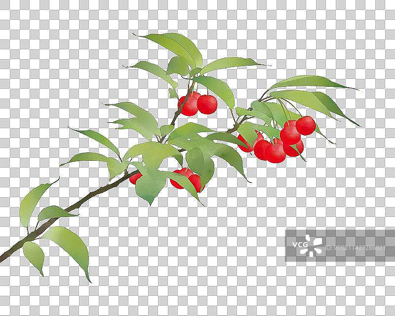 樱桃树枝素材图片素材