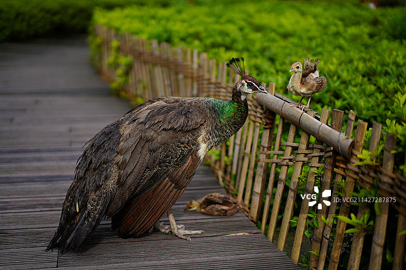 栖息在木头上的鸟的特写镜头图片素材