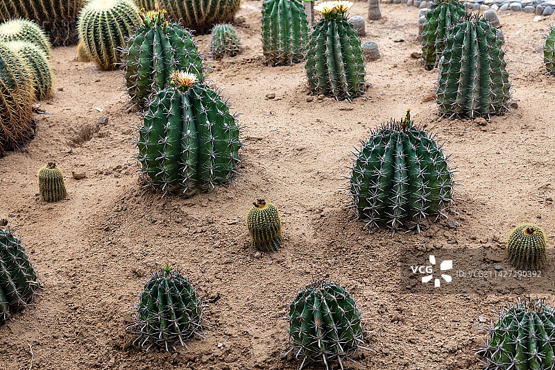 中国山东潍坊寿光菜博会4号馆温室植物仙人球图片素材