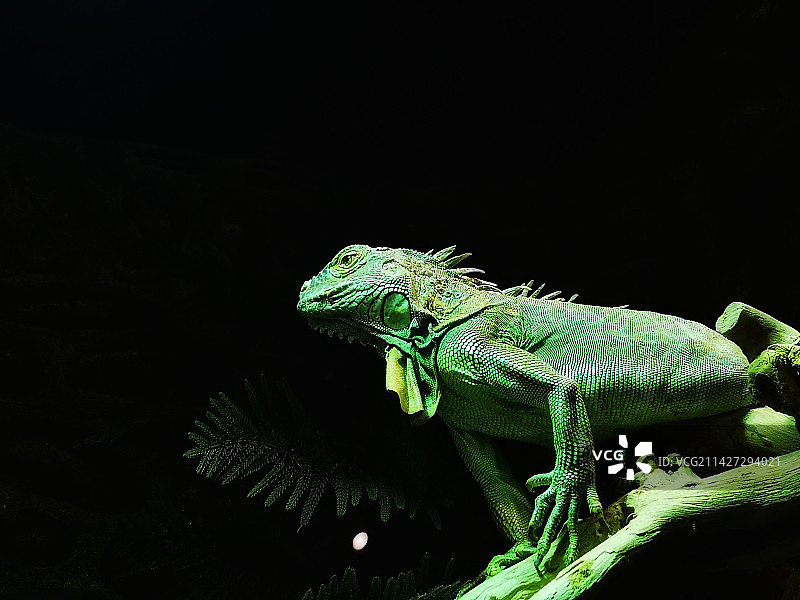 北京野生动物园蜥蜴图片素材