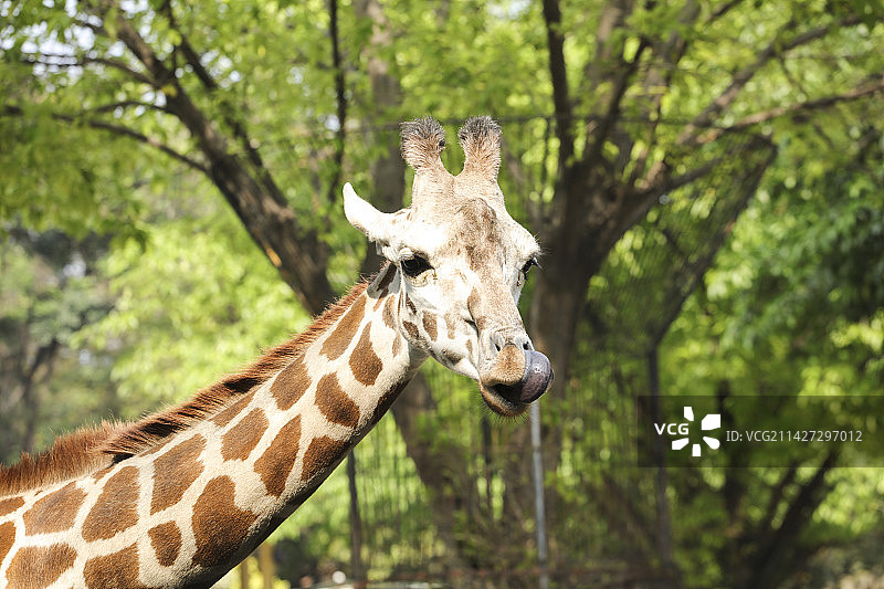 长颈鹿图片素材