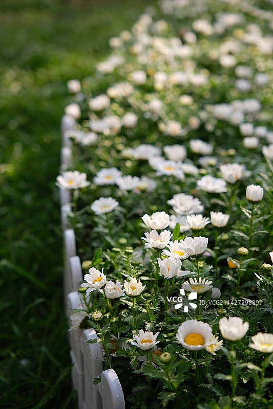 成都漫花庄园小雏菊图片素材