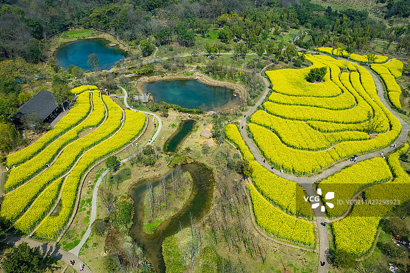 重庆广阳岛春日油菜花图片素材