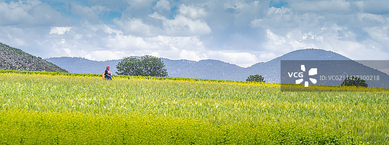 香格里拉的青稞图片素材