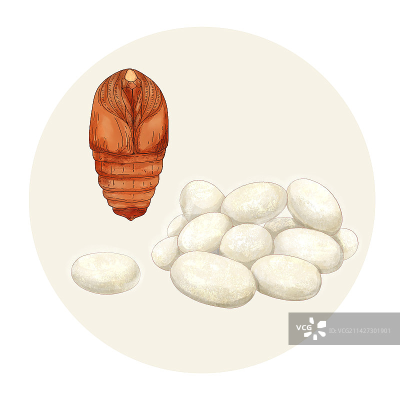 手绘水彩农产品蚕茧和蚕蛹插画图片素材