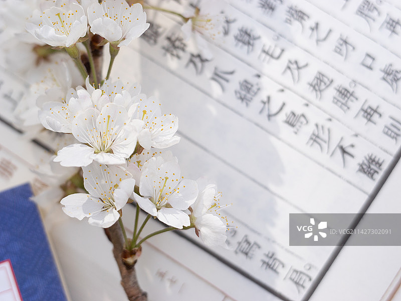 看书赏花下围棋图片素材