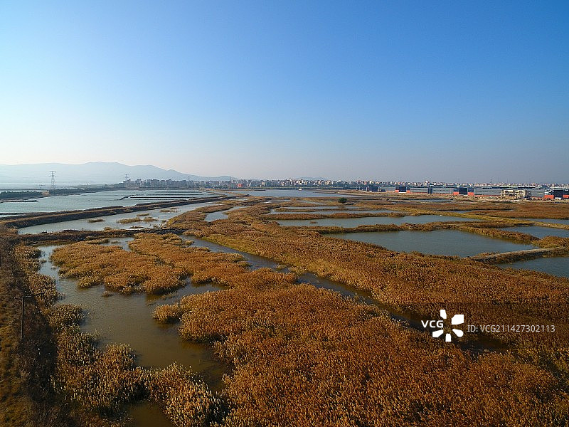 航拍湿地红草滩及珍稀鸟类-福清兴化湾水鸟省级自然保护区图片素材