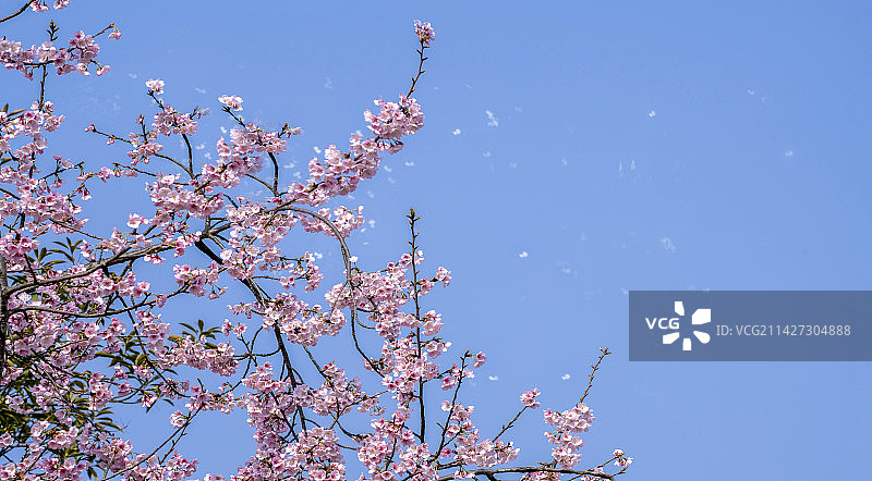 三月樱花图片素材