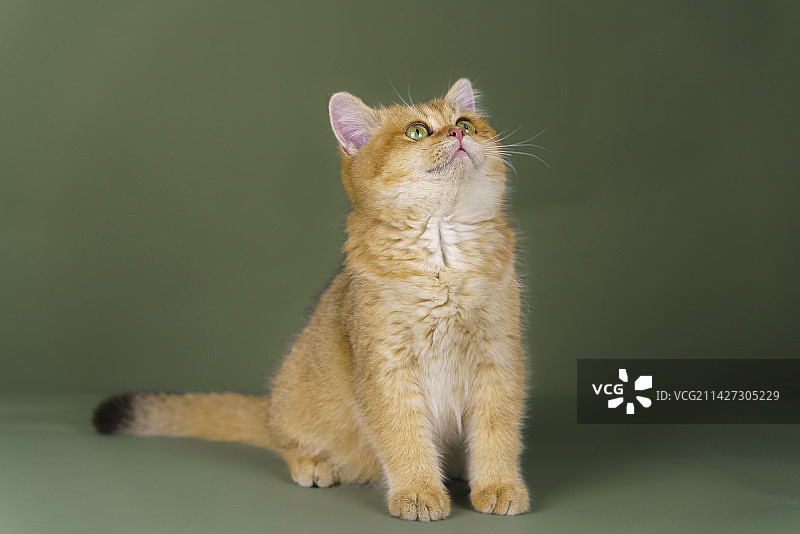 棚拍金渐层猫咪图片素材