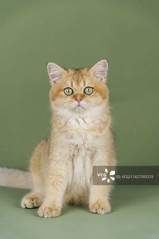 棚拍金渐层猫咪图片素材