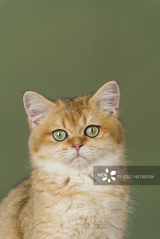 棚拍金渐层猫咪图片素材