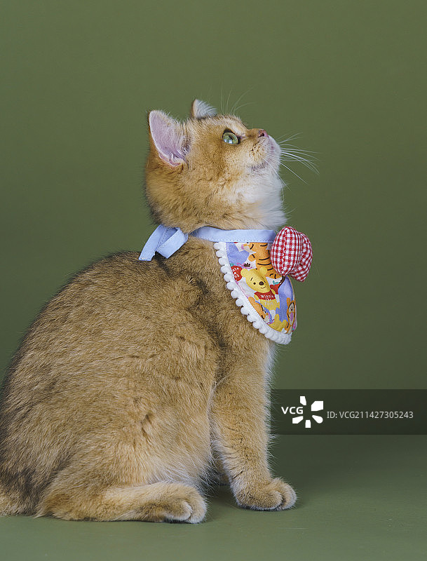 棚拍金渐层猫咪图片素材