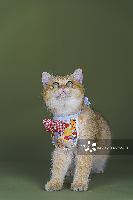 棚拍金渐层猫咪图片素材