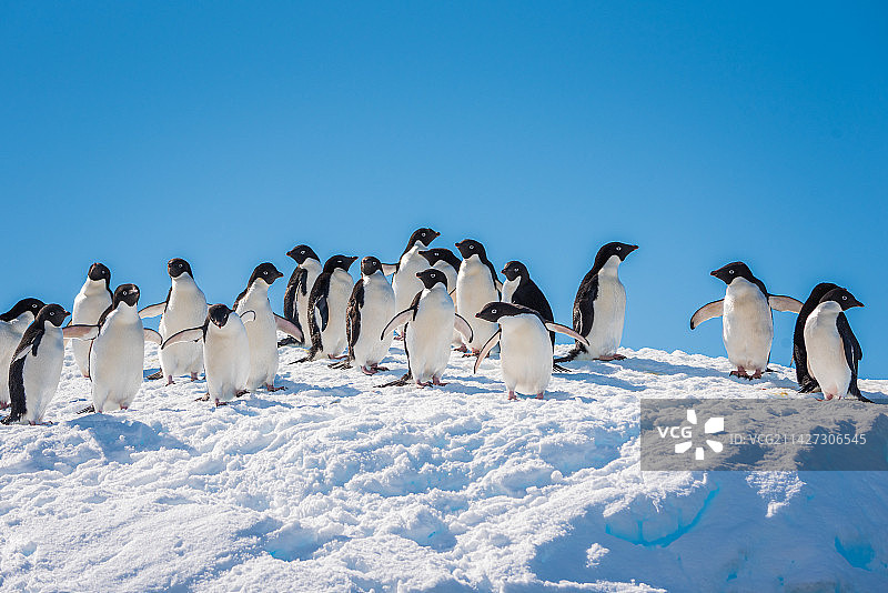 南极冰山企鹅图片素材