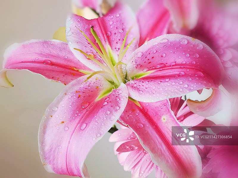湿粉色百合花朵特写镜头图片素材