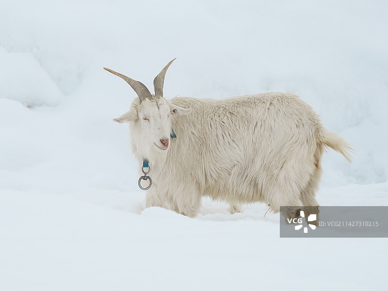 雪地中的羊图片素材
