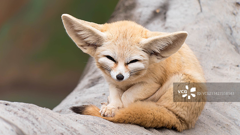 可爱的耳廓狐图片素材