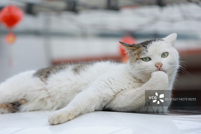 喵星人图片素材