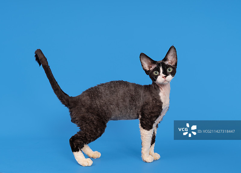 德文卷毛猫图片素材